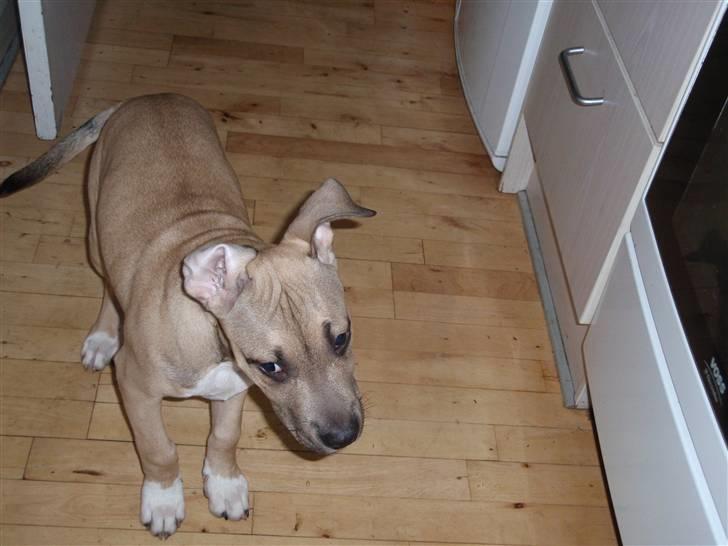 Amerikansk staffordshire terrier Charlie billede 16