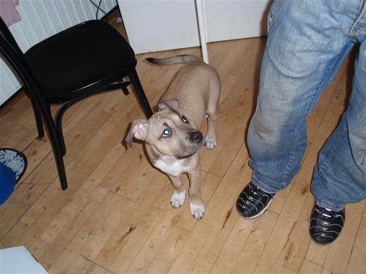Amerikansk staffordshire terrier Charlie billede 17