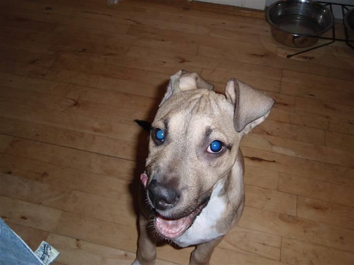 Amerikansk staffordshire terrier Charlie billede 18