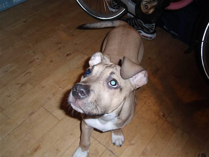 Amerikansk staffordshire terrier Charlie billede 19