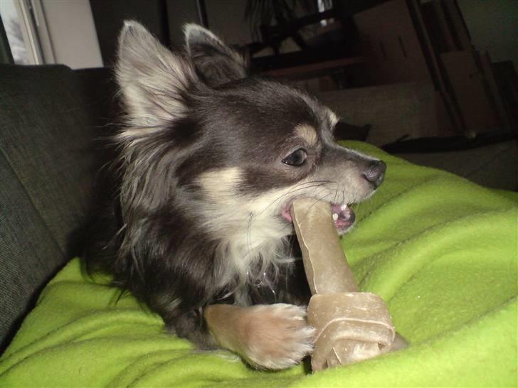 Chihuahua Casper - februar 2008 billede 18