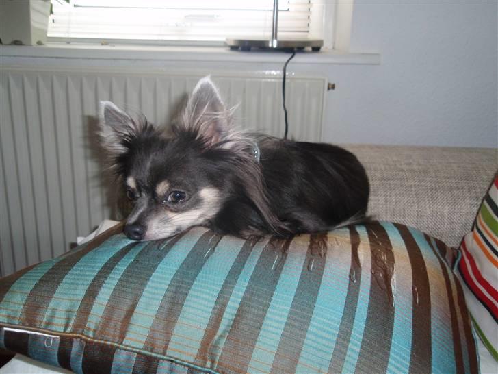 Chihuahua Casper - Casper blev far for første gange den 13 novemver 08 billede 19