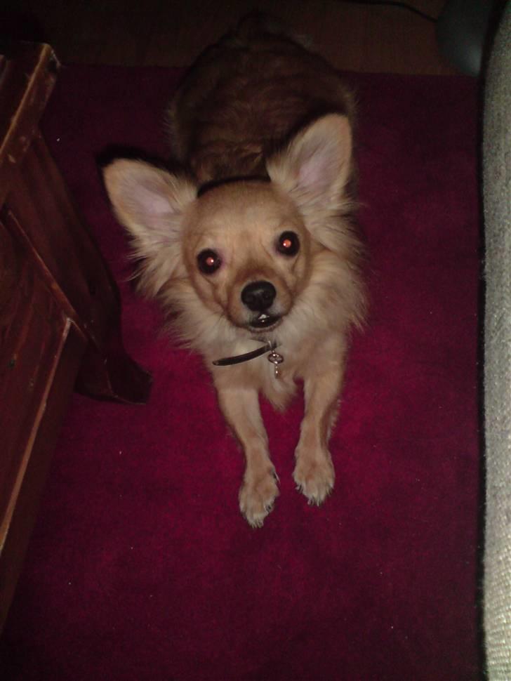 Chihuahua Nikki - februar 2008 billede 15