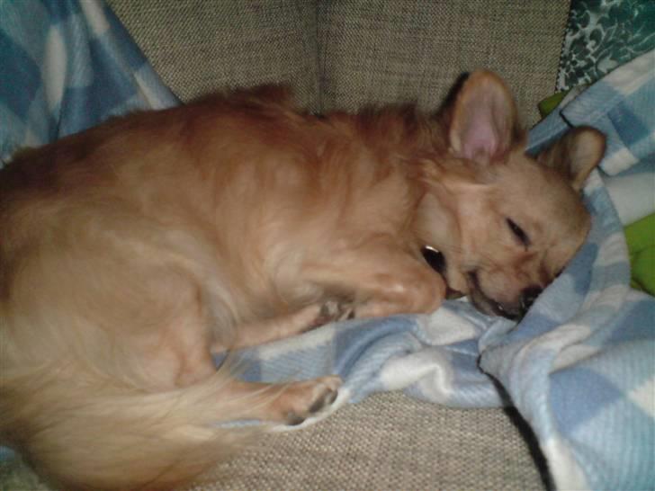 Chihuahua Nikki billede 16