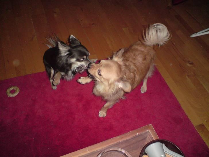 Chihuahua Nikki - Nikki leger med Casper, 2008 billede 17