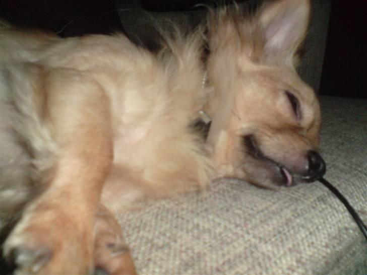 Chihuahua Nikki billede 18