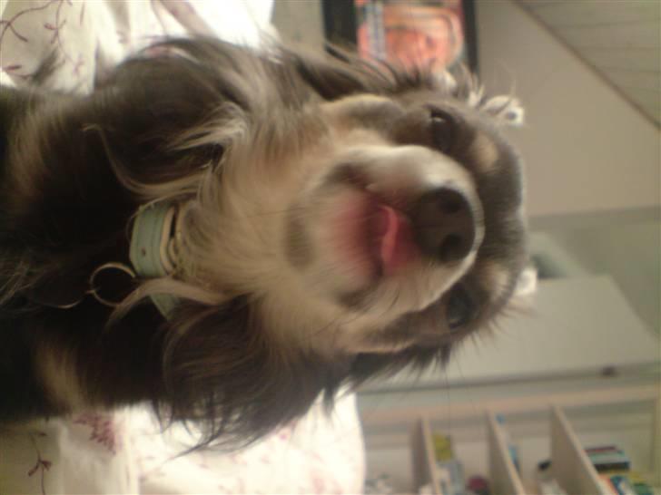 Chihuahua Casper billede 20