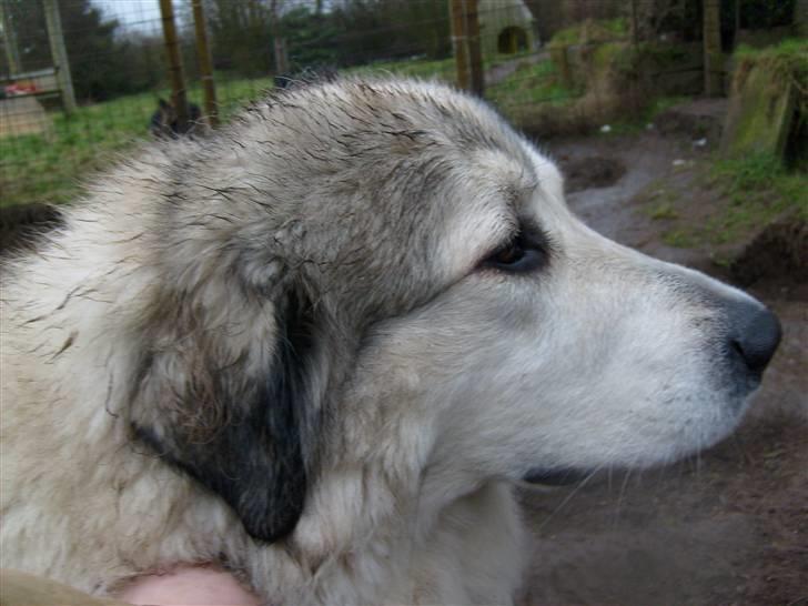 Pyreneerhund Frigg - Frigg billede 10