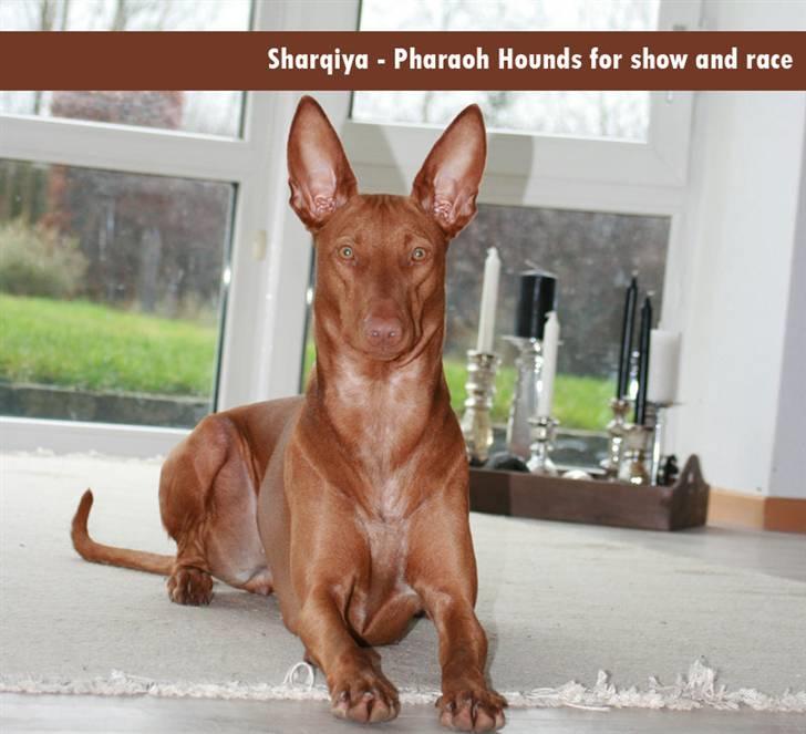 Pharaohound Faouziahs Electra aka Sve - sfinxen i stuen billede 1