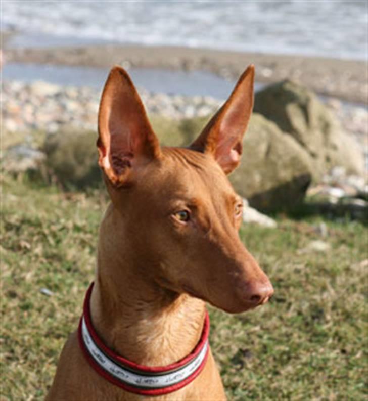 Pharaohound Faouziahs Electra aka Sve - hendes søde fjæs billede 2