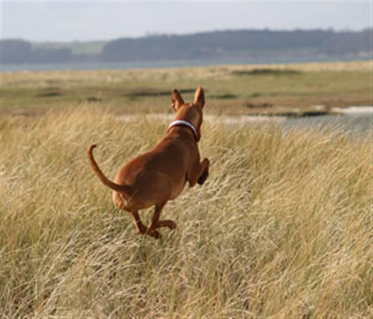 Pharaohound Faouziahs Electra aka Sve - fanger mus billede 3