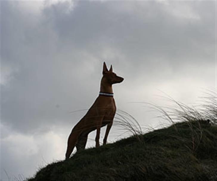 Pharaohound Faouziahs Electra aka Sve billede 4