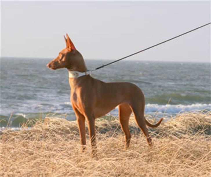 Pharaohound Faouziahs Electra aka Sve - På stranden.. billede 5