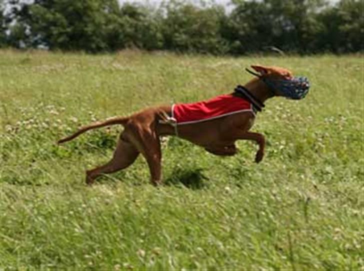 Pharaohound Faouziahs Electra aka Sve - Lure coursing licens løb billede 6