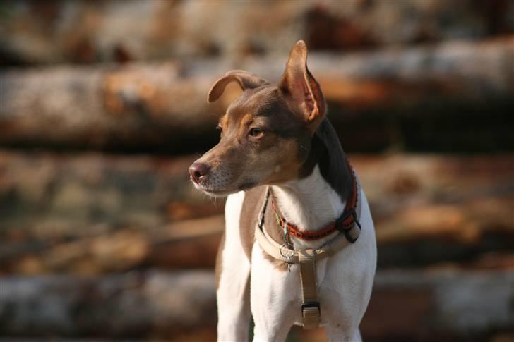 Dansk svensk gaardhund Charlie 10/04 R.I.P - Hans sidste tur i skoven... billede 1