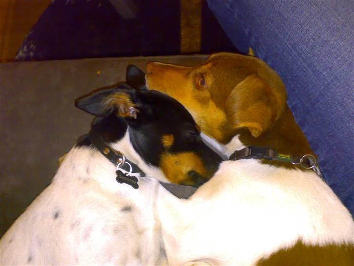 Dansk svensk gaardhund Charlie 10/04 R.I.P billede 2