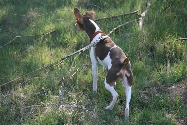 Dansk svensk gaardhund Charlie 10/04 R.I.P billede 3