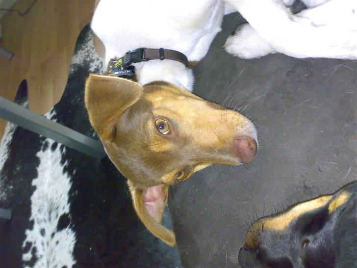 Dansk svensk gaardhund Charlie 10/04 R.I.P billede 4