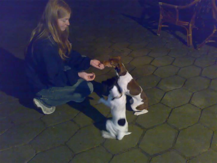 Dansk svensk gaardhund Charlie 10/04 R.I.P billede 5