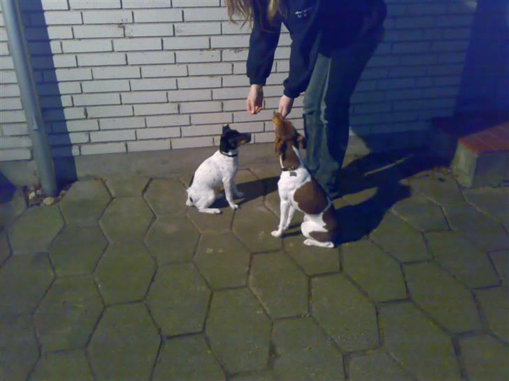 Dansk svensk gaardhund Charlie 10/04 R.I.P billede 6