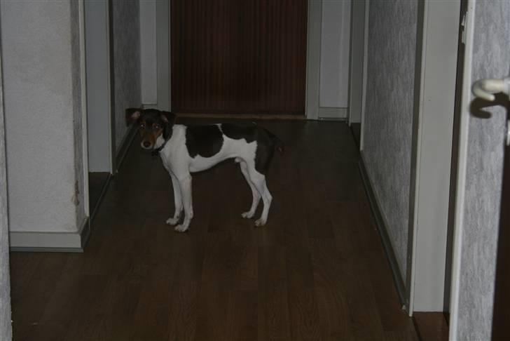 Dansk svensk gaardhund Charlie 10/04 R.I.P billede 7