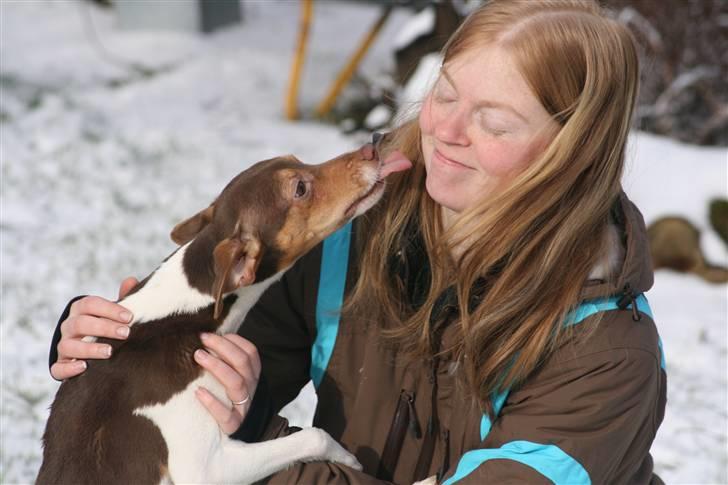 Dansk svensk gaardhund Charlie 10/04 R.I.P billede 8