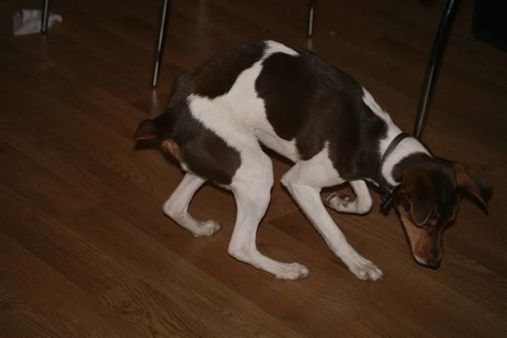 Dansk svensk gaardhund Charlie 10/04 R.I.P billede 9