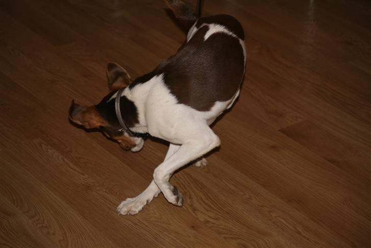 Dansk svensk gaardhund Charlie 10/04 R.I.P billede 10