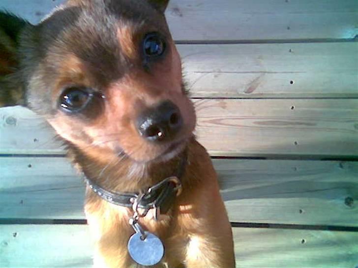 Blanding af racer Rex billede 1