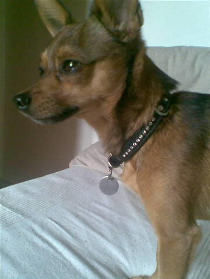 Blanding af racer Rex billede 2