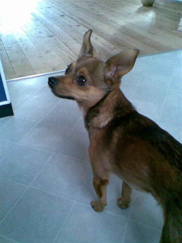 Blanding af racer Rex billede 3