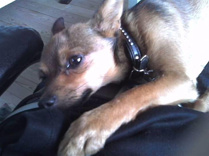 Blanding af racer Rex billede 4