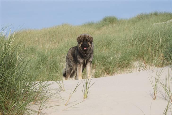 Kaukasisk ovtcharka Lejka billede 2