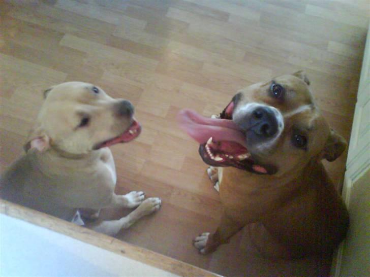 Amerikansk staffordshire terrier Charlie - Her er min nye kæreste "Baby"... billede 11
