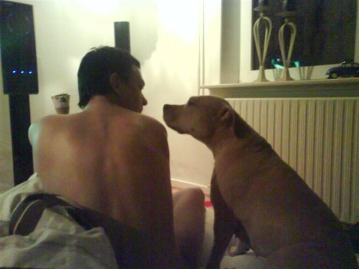 Amerikansk staffordshire terrier Charlie - Deler du ikke.? Bare lidt? billede 12