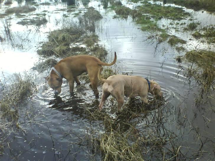 Amerikansk staffordshire terrier Charlie - Alt skal undersøges... billede 13
