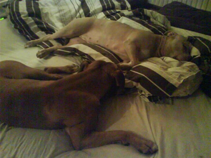 Amerikansk staffordshire terrier Charlie - Afslapning skal der til.. Gerne meget.. billede 14