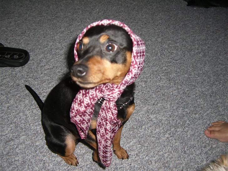 Dvaergpinscher Magnus - hvad er det i har givet mig på, har da en tissetrold ;) billede 16