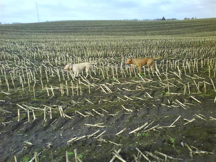 Amerikansk staffordshire terrier Charlie - Marktur! billede 15
