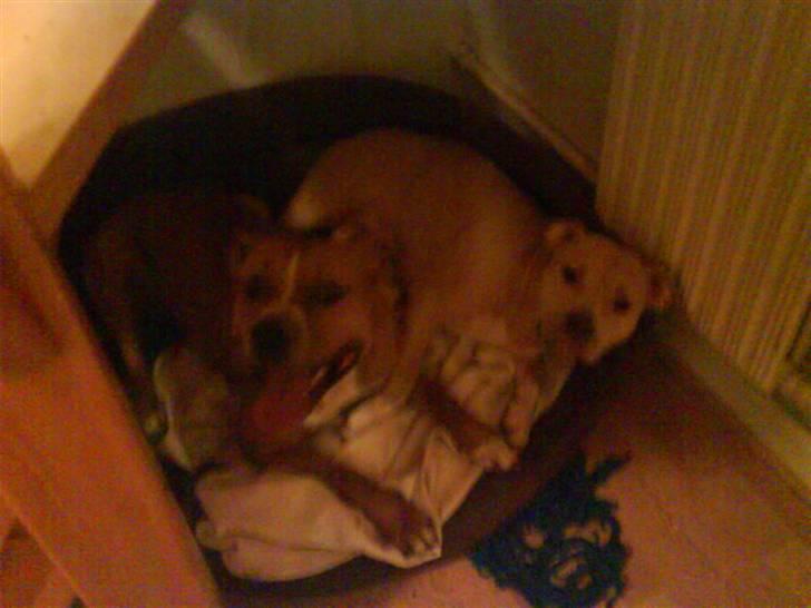 Amerikansk staffordshire terrier Charlie - Hyggehjørnet. billede 16