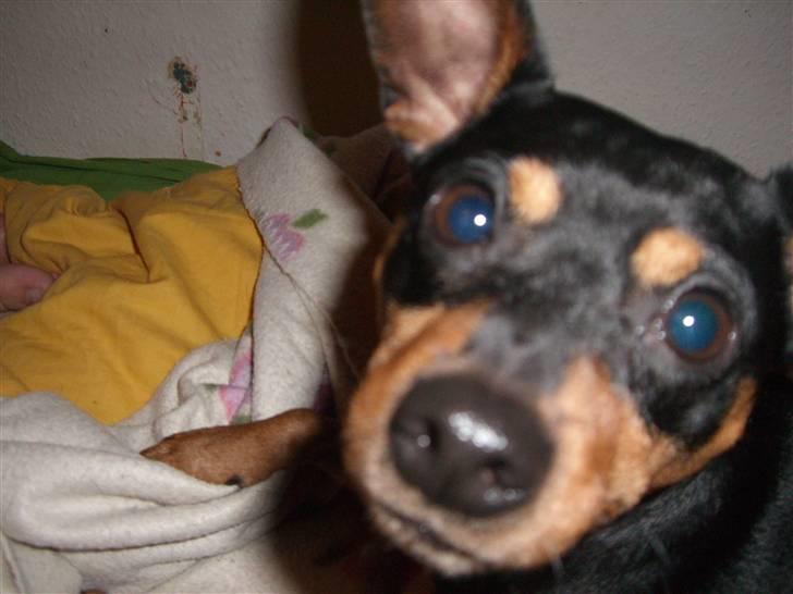 Dvaergpinscher Magnus - hej mor  billede 17