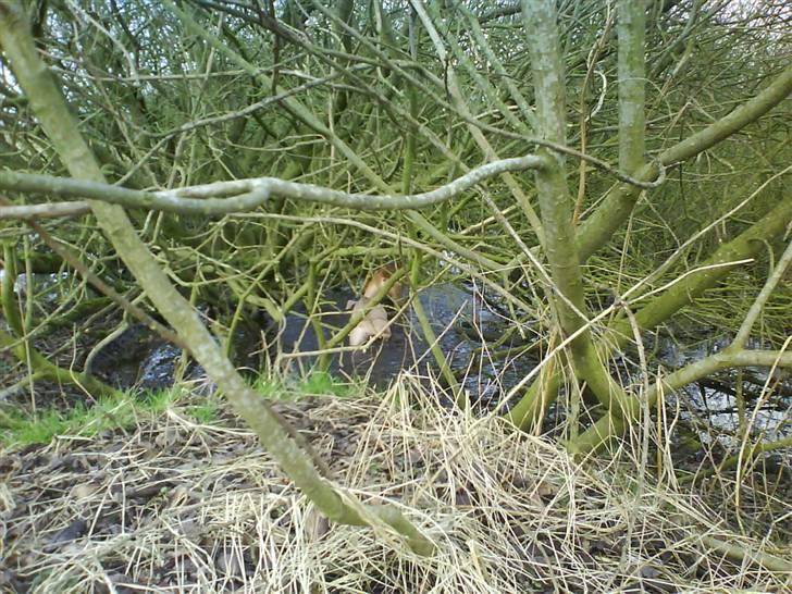 Amerikansk staffordshire terrier Charlie - Undersøger.. billede 17