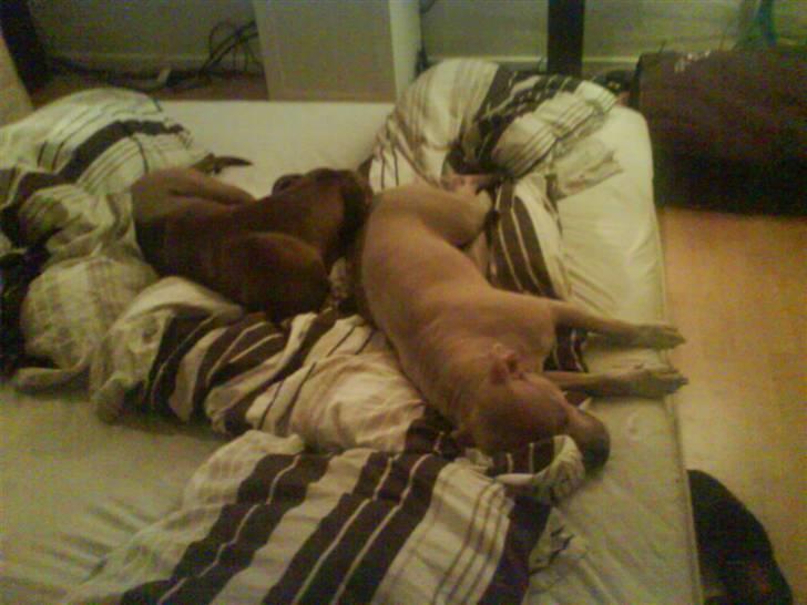 Amerikansk staffordshire terrier Charlie - Afslapning.. billede 18