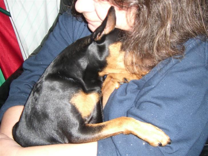 Dvaergpinscher Magnus - mormor jeg har savnet dig :) billede 18