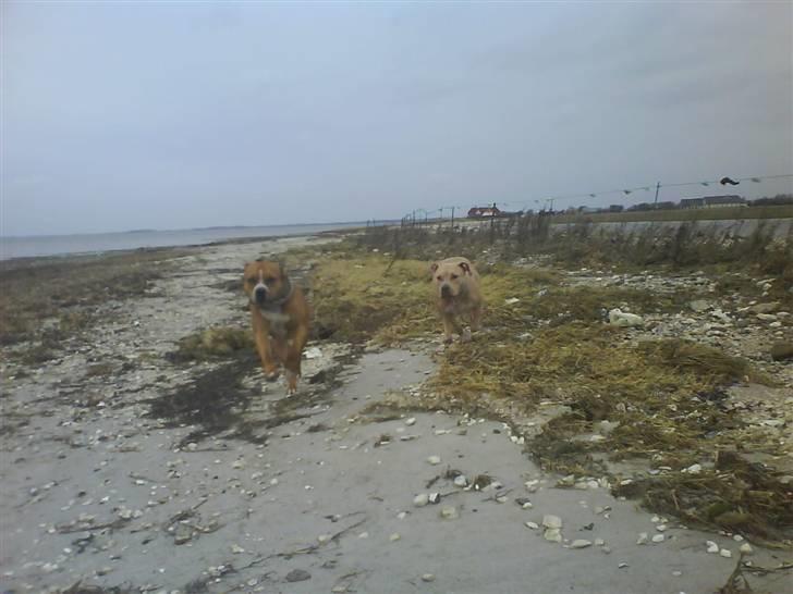 Amerikansk staffordshire terrier Charlie - Springtur ved fjorden. billede 19