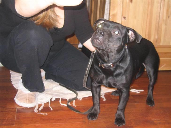 Staffordshire bull terrier Dizny billede 1