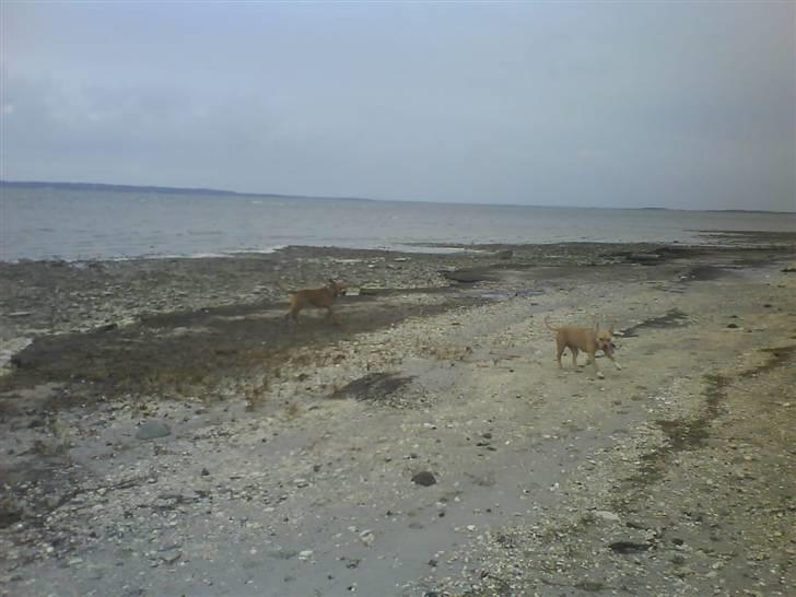 Amerikansk staffordshire terrier Charlie - Vi fjoller.. billede 20