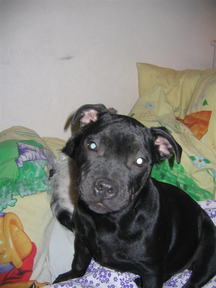 Staffordshire bull terrier Dizny billede 2