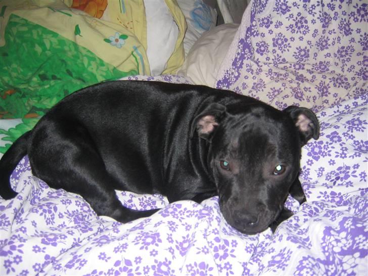 Staffordshire bull terrier Dizny billede 3