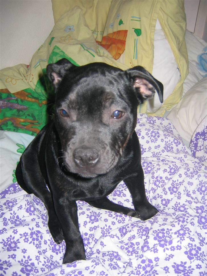 Staffordshire bull terrier Dizny billede 4